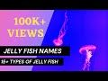 Jellyfish for KIDS | #jellyfish | Different types of jellyfish