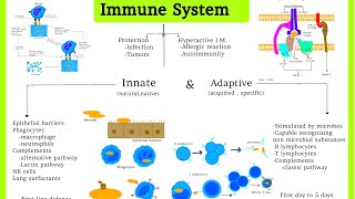 Pathology (33) Immune system| Innate &Adaptive Immunity | Difaaca jidhka lagu dhasho iyo kalakasbado