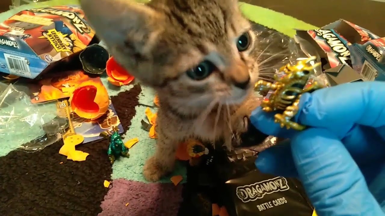 ネイキッドキャッツマジックドラゴンショートレッグヴァージョン 可愛かっ