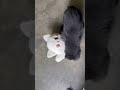 The ultimate dog vs cat rivalry... 🫣⚔️ 💥 #puppy#germanshepheard #funnypuppy#dogvscat