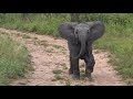 SafariLive Feb 20 - Little Elephant...big attitude. Too cute!