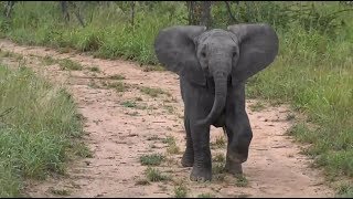 SafariLive Feb 20 - Little Elephant...big attitude. Too cute!