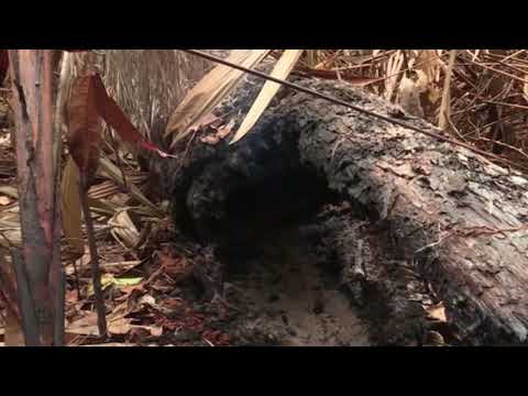 ამაზონის ტყეში ხანძრის ყველაზე მასშტაბურ კერასთან ახლოს წვიმა მოვიდა