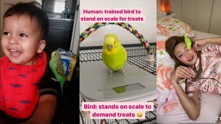 Funny Budgies and Parakeets Compilation 2 | TikTok 2021