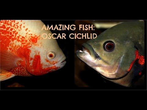 planted tank ph Tiger Oscar Cichlid: Amazing Fish
