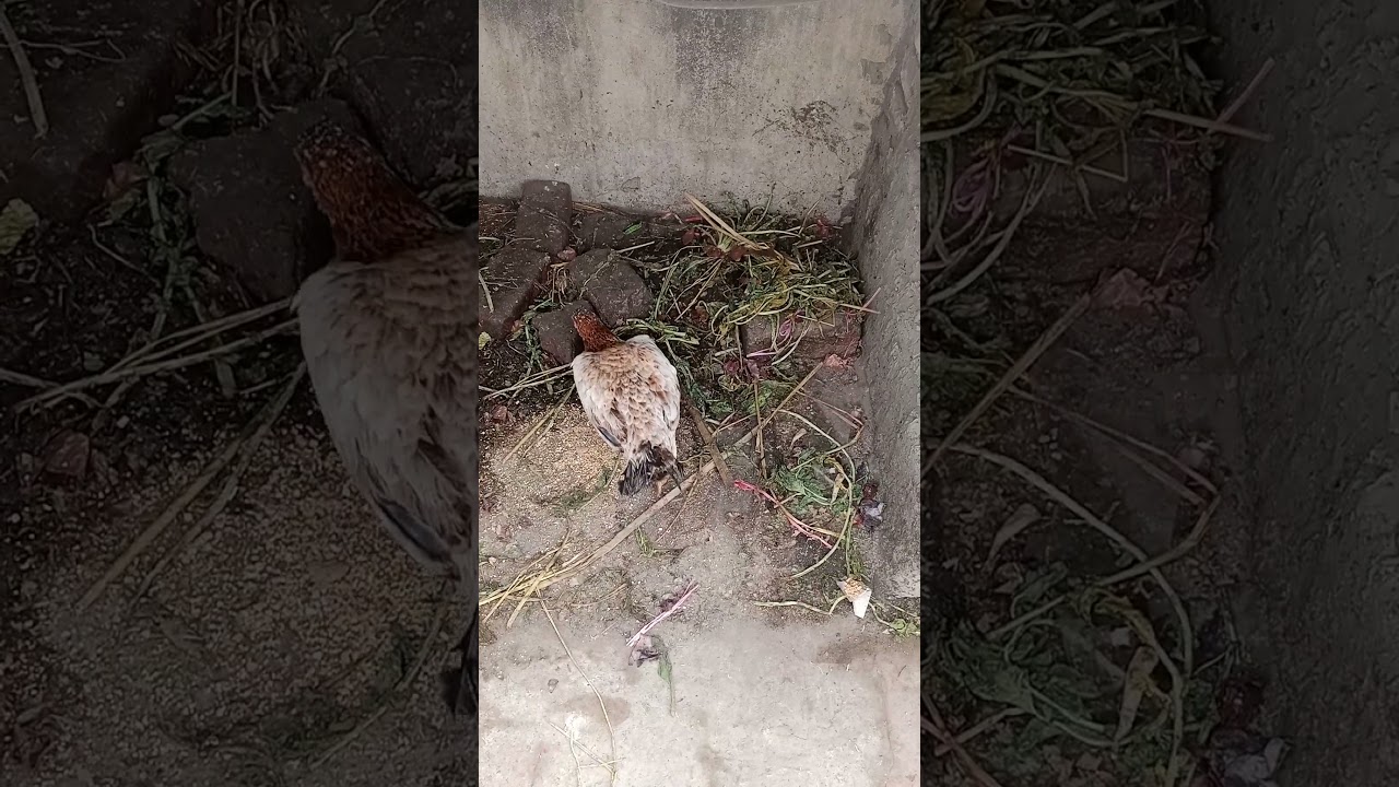 aseel hen alone - pure quality 