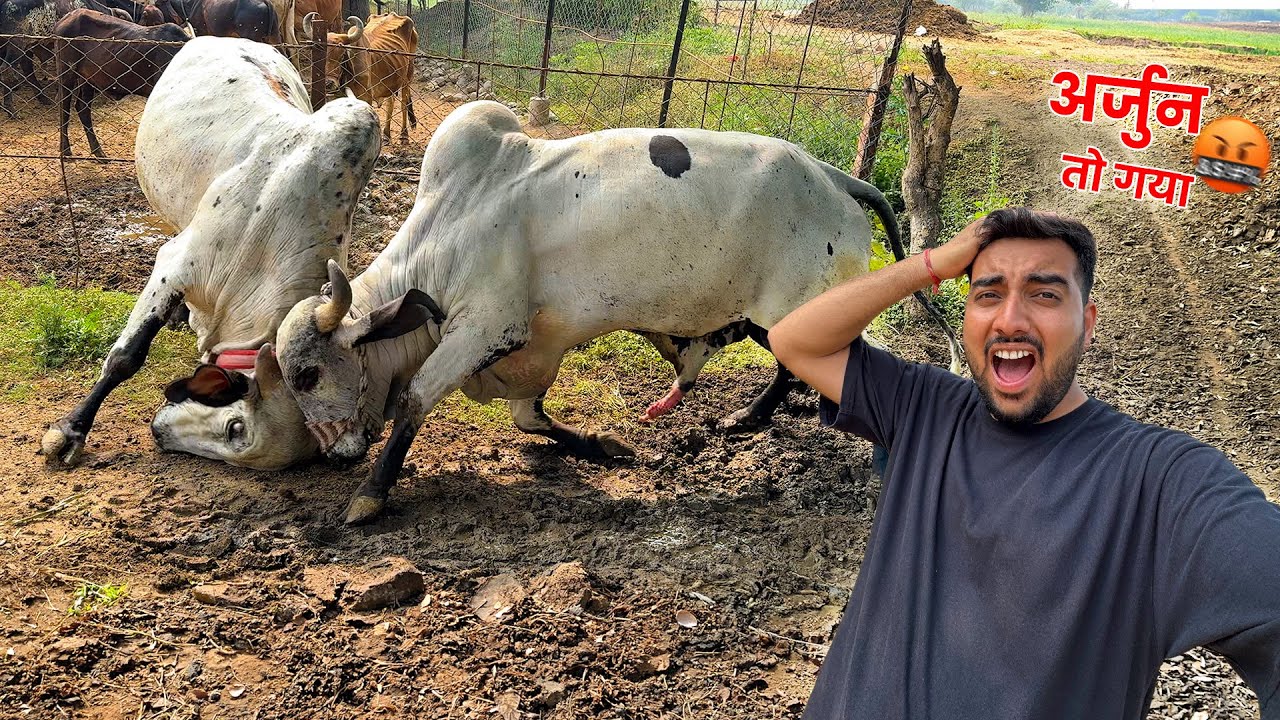 Arjun Vs Anand Bull Khatarnak Fight🤬⚔️अर्जुन तो गया😰