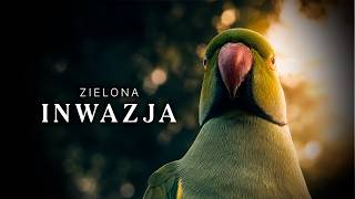 Parrots in Europe | The Invisible Invasion Our Alien Animal Parakeets Documentary