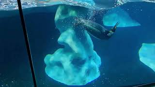 King Penguins Swimming Underwater 4K Screensaver | OLED Safe screenshot 3