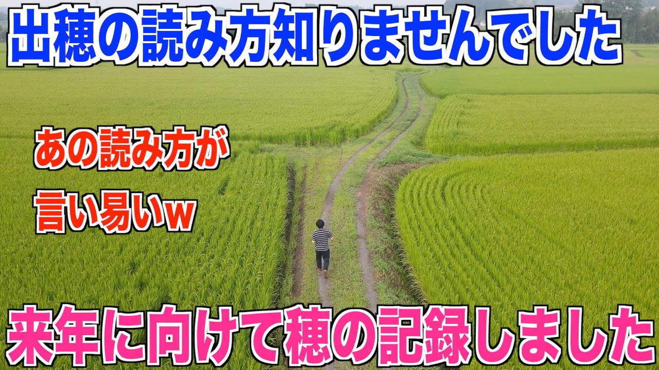 コリアンダーが成長するまで何日かかりますか？