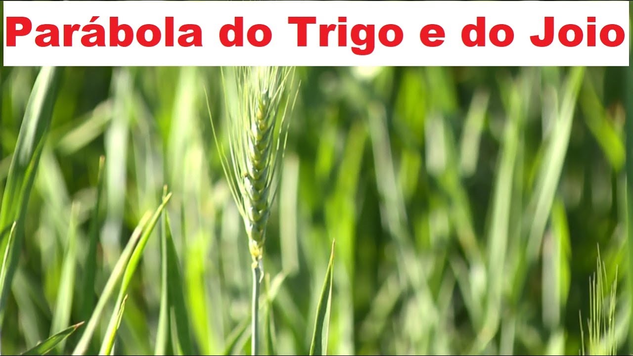 Pregação sobre a Parábola do Trigo e do Joio 3 Lições YouTube Pregação sobre a Parábola do Trigo e do Joio 3 Lições YouTube