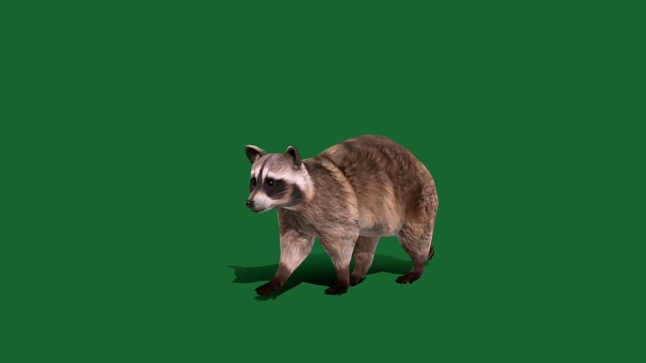Common Raccoon Mammal - Superhive (formerly Blender Market)