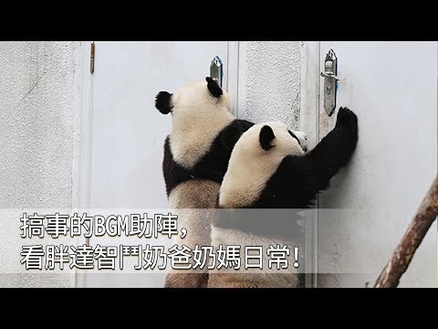 《超萌滾滾秀》第六十七期：搞事的BGM助陣，看胖達如何智鬥奶爸奶媽！ | iPanda