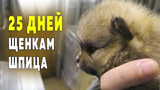 видео: Щенкам шпица 25 дней. Какого окраса и роста будут щенки. Купили сучье молоко для собак. Шпицы играют картинка: Щенкам шпица 25 дней. Какого окраса и роста будут щенки. Купили сучье молоко для собак. Шпицы играют