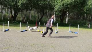 Jumping grid exercises agility / hyppytekniikka HT Sammy & Rhea BG, BG diagonal & PG 29.8.2016