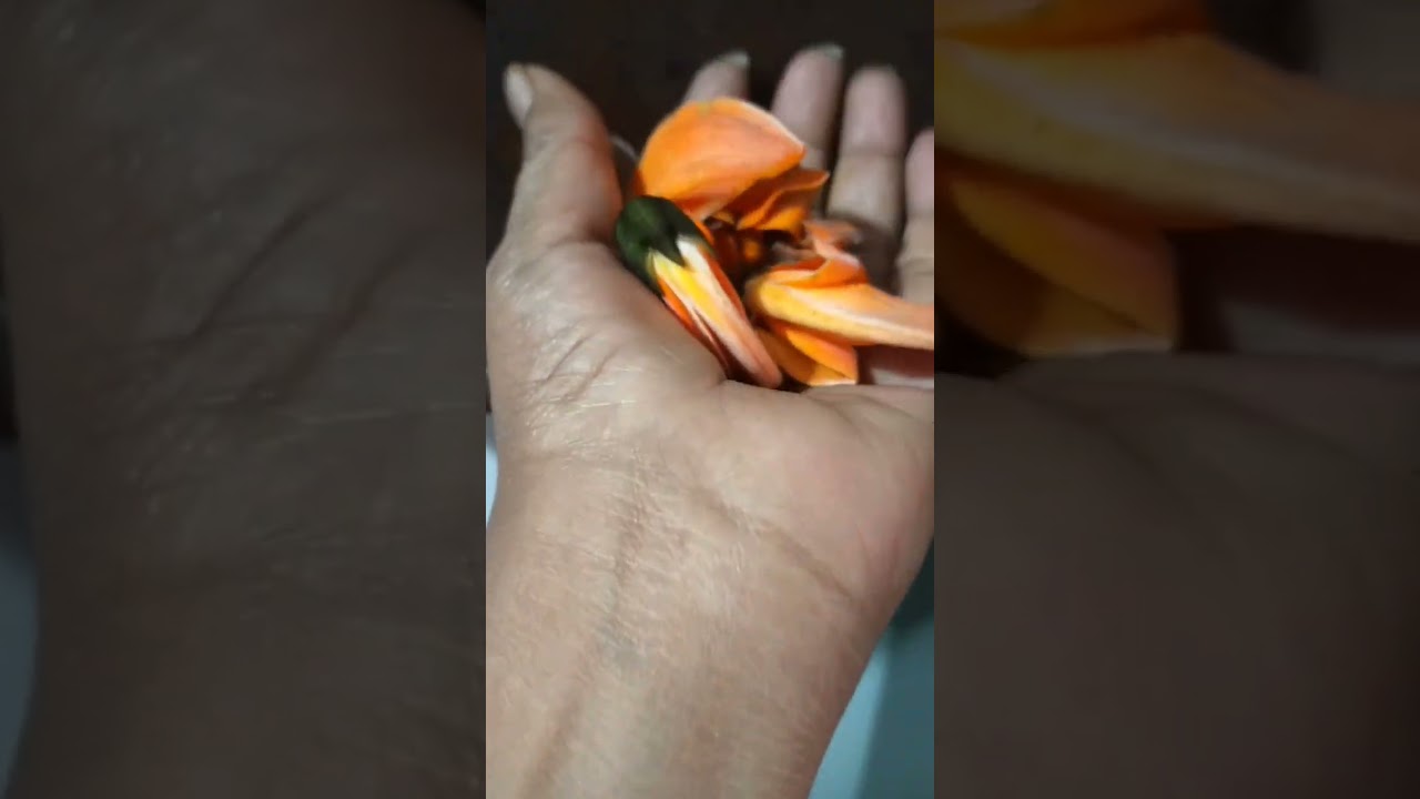 palash flowers/kesudana phool