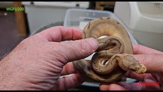 Baby Ball Python Clown/Killer Bee (Het VPI) GER 00015