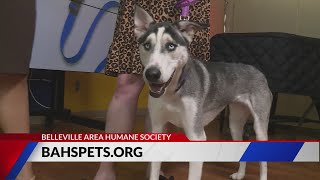 Belleville Area Humane Society seeking forever home from 'Gracie'