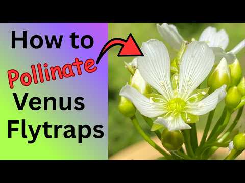 How to Pollinate Venus Flytraps for Hundreds of Seeds