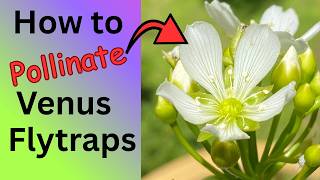 How to Pollinate Venus Flytraps for Hundreds of Seeds
https://primitivepathways.com Learn to pollinate the flowers of the Venus Flytrap to create hundreds of seeds that can be planted to create hundreds of baby Venus Flytraps! In warmer climates of the southern U.S., flowers will start blooming around mid-April. Cooler, northern regions will have later blooming times of mid-May and even early June. How to Pollinate Venus Flytraps for Hundreds of Seeds