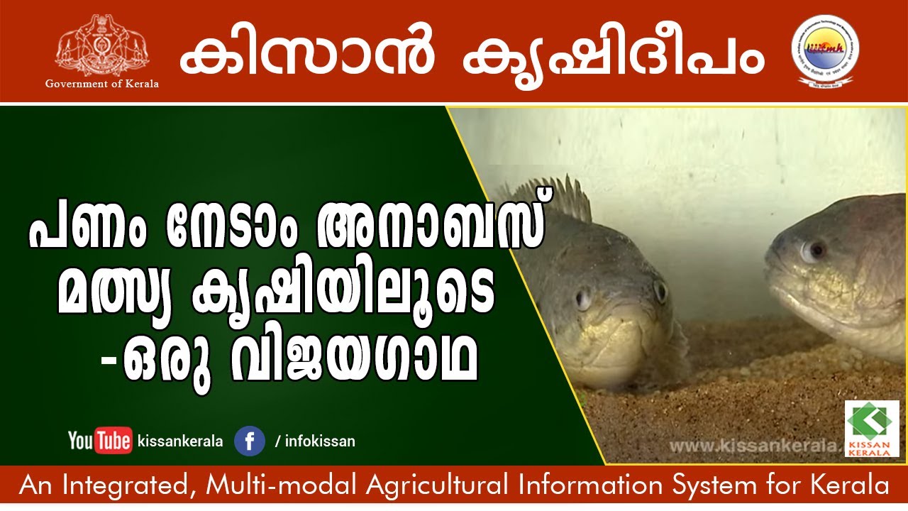 Success story of inland aqua farming using Anabas (Climbing Perch) breed  by Mr. Sonal Narona