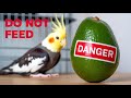 Cockatiel Diet: What NOT to Feed Your Bird. #birds #avian