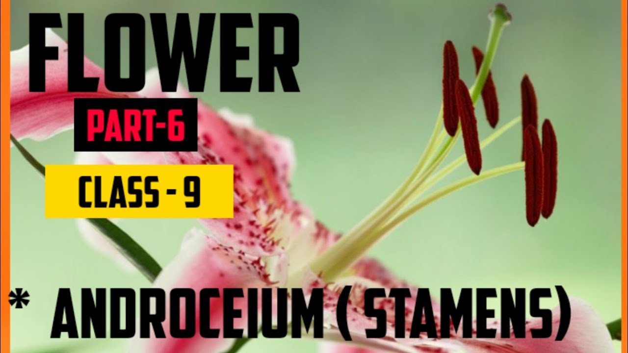 Flower Class-9 /Androceium/Stamens/ CBSE/ICSE 