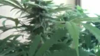 Ashland Grow Room Week 7 Flower Part 6