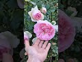 #lanct #rosegarden #edenrose #garden #springvibes #ihavethisthingwithplants #spring