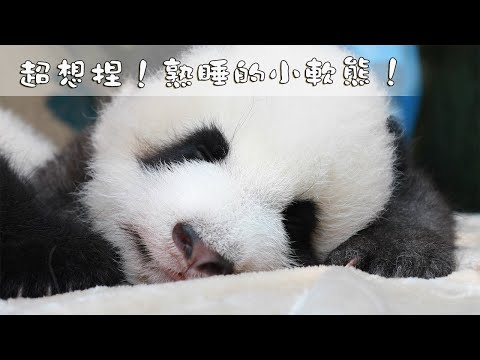 《熊貓早晚安》超想捏！熟睡的小軟熊跟我回家好不好？| iPanda