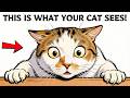 Your Cat Doesn’t See You as Human (Here’s What You Really Are to Them)