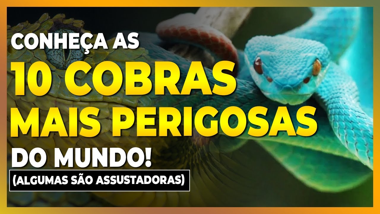 AS 10 COBRAS MAIS VENENOSAS DO MUNDO (SÓ AS MAIS PERIGOSAS)