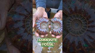 INCREDIBLE! Discovery of a Rare Million-Year-Old Ammonite Fossil #AmmoniteFossil #gemstone #AIvideo INCREDIBLE! Discovery of a Rare Million-Year-Old Ammonite Fossil #AmmoniteFossil #gemstone #AIvideo