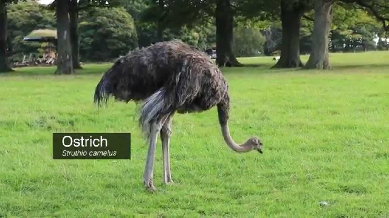 Knowsley Safari - Ostrich Struthio camelus