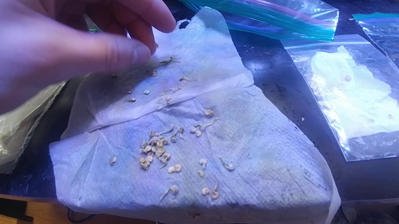 The myth of growing food from grocery store produce seeds? YouTube