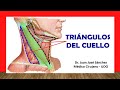 TRIÁNGULOS DEL CUELLO. Fácil, Rápido y Sencillo