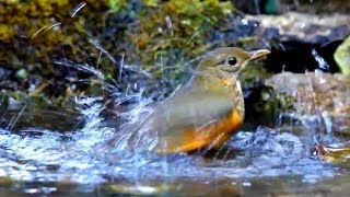 Forest birds bathing in a small stream, they clean their feathers by
water.