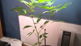 First Grow Week 9 (Flowering Week 4)
