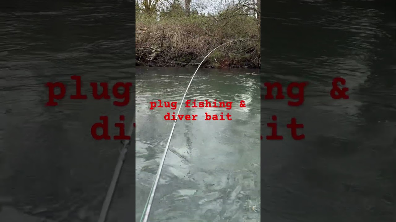 steelhead fishing on anchor plugs and diver bait spin n glow #fishing #pnw #river #steelhead