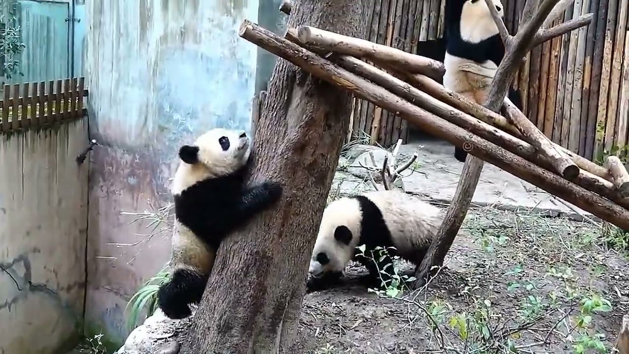 Hilarious Panda Pranks: Fuduodu Pushes Yasing into the Ditch!
