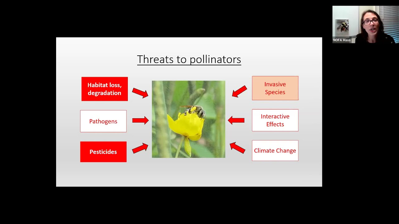 Massachusetts Pollinator Network Launch (June 22 2021)