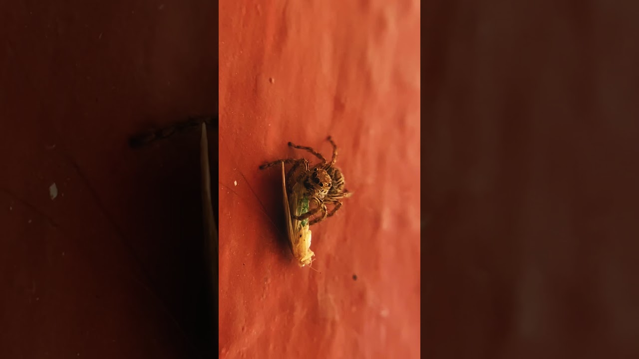 Spider eating white 🪰 Have you ever seen spider like this 🕷 