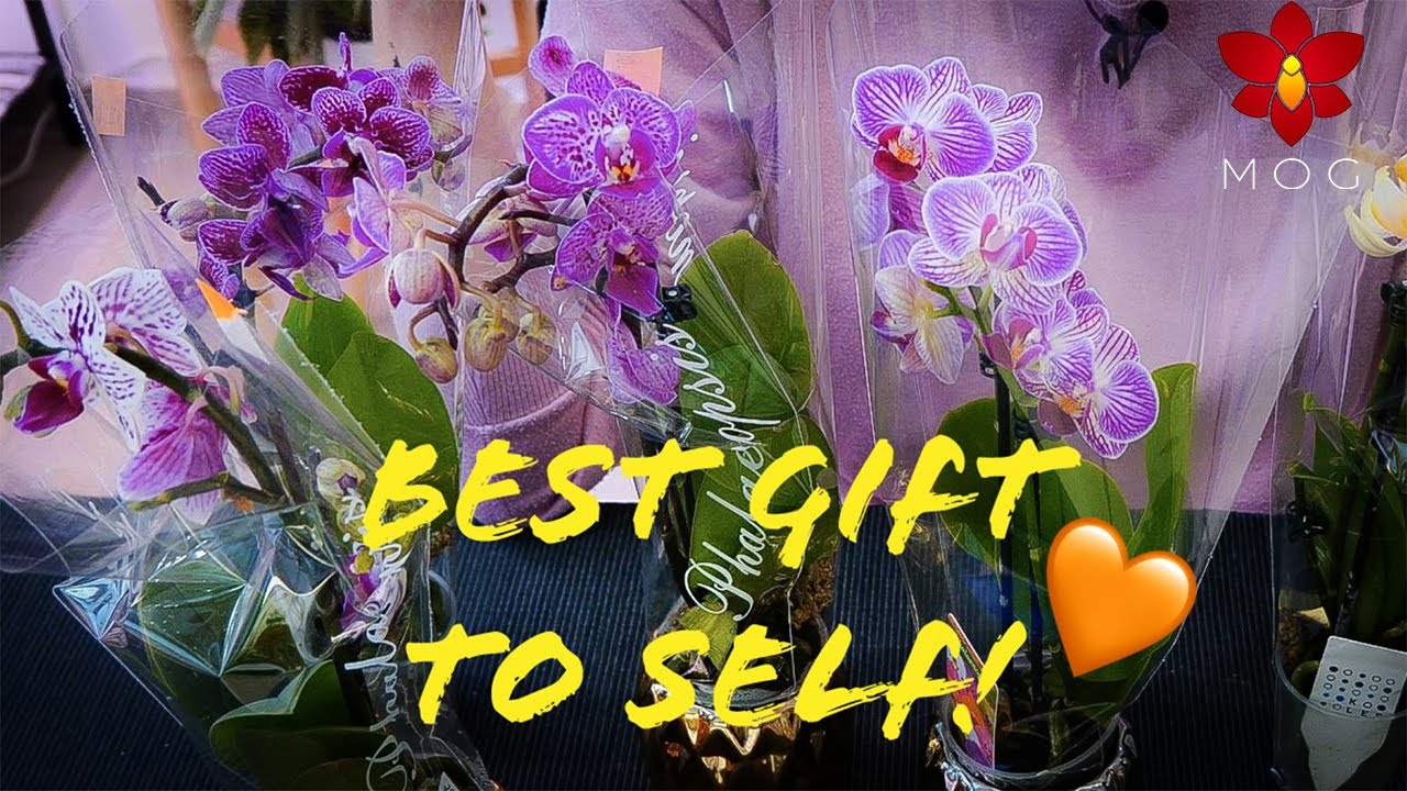 Mini Phalaenopsis Orchid Haul - Good for the heart, easy on the wallet 🤑