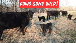 Calving Season Is Here, Along With Some CRAZY Momma Cows!