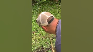 Gassing another yellow jacket nest in the ground #bees #shorts