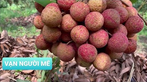 ĐỒI VẢI THIỀU LỤC NGẠN  VẠN NGƯỜI MÊ ĐƯỢC MÙA RIÊNG TẠI TÂN SƠN