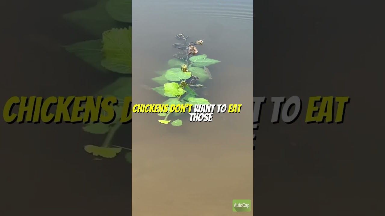 Permaculture Fish Food Problem | #youtubeshorts #permaculture #pondfishing