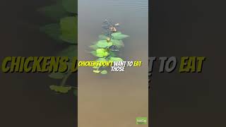 Permaculture Fish Food Problem | #youtubeshorts #permaculture #pondfishing