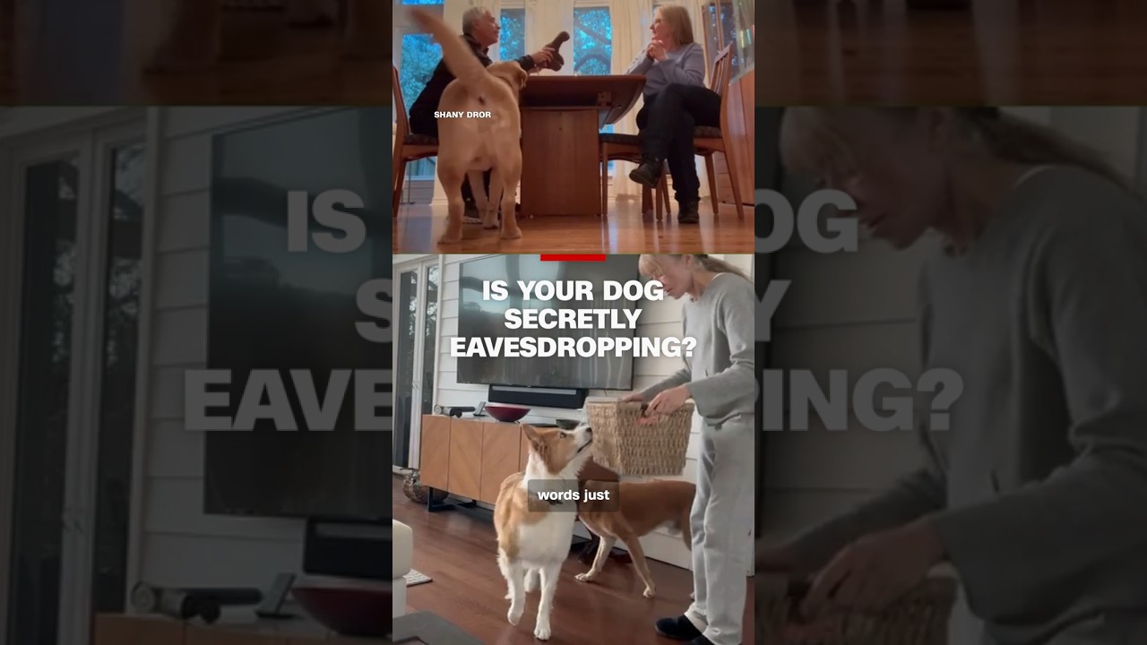 Is your dog secretly eavesdropping?