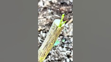 Ghép Cây Chanh Lên Gốc Bưởi: Cách Đơn Giản Cho Cây Sai Quả! (Dành Cho Người Mới Bắt Đầu)